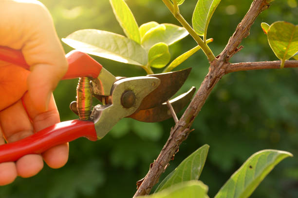 How Our Tree Care Process Works  in  Old Miakka, FL